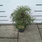Dáždnikovec praslenovitý (Sciadopitys Verticillata) - japonská borovica – výška 20-30 cm, kont. C3L